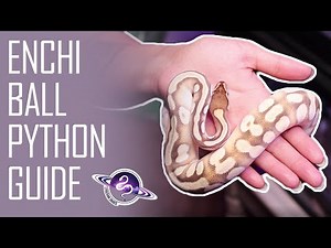 2021 ENCHI BALL PYTHON Guide