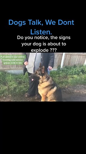 Understanding the Signs Before Your German Shepherd Dog Explodes
