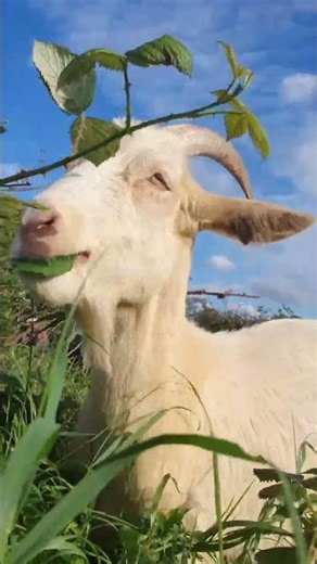 Chèvre qui mange paisiblement | Sons de la nature