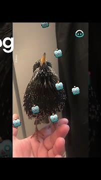 Unbelievable Mimicking Starling || ViralHog