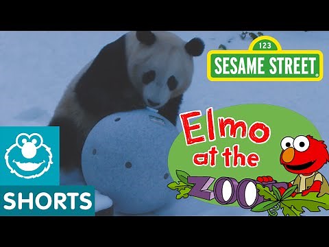 Elmo and Zoo Animals Play Games! (Elmo at the Zoo #10)