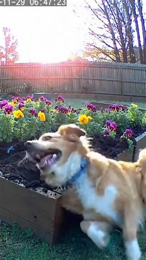 Dog Digs Up Something Unexpected 😳 (CCTV Clip) #dog #cctv #shorts