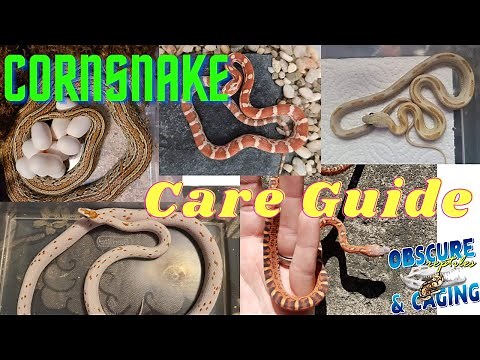 Full Corn Snake Care Guide