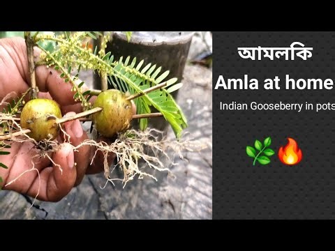 How to Grow Amla Tree from Seed in Pots | Easy Method (Indian Gooseberry)