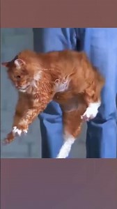 The Physics of Cats Landing Perfectly Every Time!