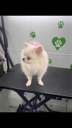 Pet Grooming Services