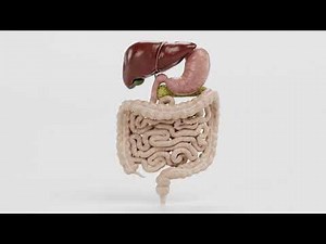 Human Digestive System 3D Showcase | Realistic Anatomy Model
