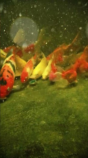 #2 KOI Fish close up shooting in deep pond !