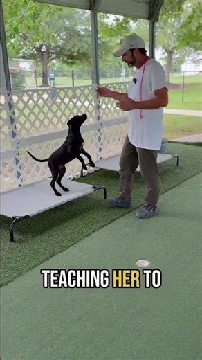 Stop Bribing Your Dog! Learn the Right Way to Use Treats for Training
