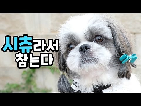 Raising a Shih Tzu by properly understanding its personality and characteristics