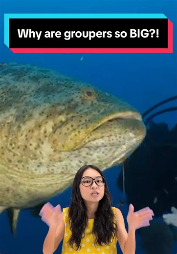 Giant Grouper: How They Achieve Their Massive Size