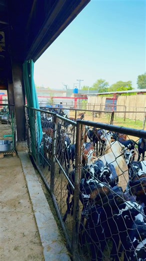 Goat Farming In Pakistan | Goat Land Farms