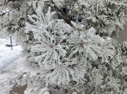 Warm winds finally end Alberta’s epic rime ice event