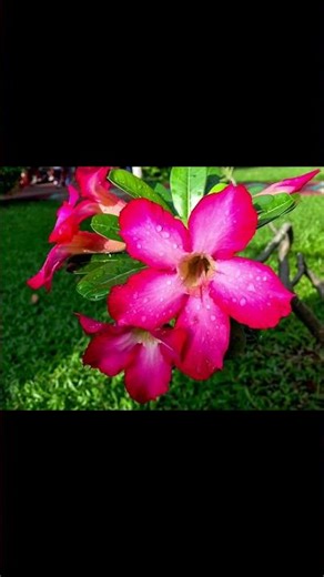 Relaxing Flower Shine ASMR Experience for Ultimate Calm #ASMR #Relaxation
