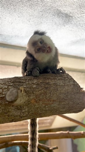 This baby white-fronted marmoset wants to know how your day went and is willing to listen as long as you don’t mind them snacking while you talk. Thanks to Keeper Chloe for sharing the 🎥 | Potawatomi Zoo