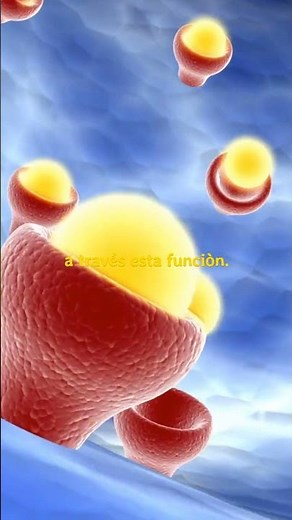 Què es la Sinapsis y para què sirve