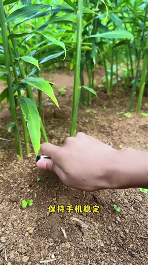 Cách edit video ngắn cực đơn giản và rất sống động.