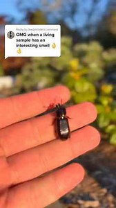 This Bug Makes the Weirdest Sound You've Ever Heard