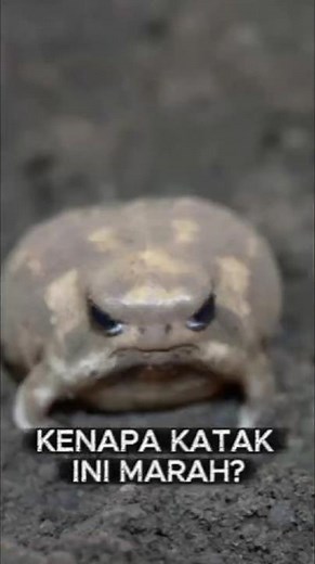 Why Does This Desert Rain Frog Always Look Angry? Desert Rain Frog Facts