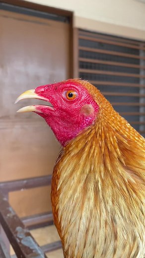 Bulik 🔥 #bantams #bantam #rarecolor #bluehennies #hennies #binabae #maliitnamanok #backtomotherprojectsoon #vojbantam #bantam #henniegang #henniebantam #hennie #sabungerolang #bantamlangpo #bantameros #sabungero #backyardbreeder #microbantam #standardbantam #fancychicken #bantamshow #bantamtiktokchicken #bantamcock #bantamrooster #minis #miniature #bantamviral #viralchicken #chicken #bantambreeder #bantamsaqc #quezoncity #minis #miniature #bantamviral#viralchicken #chicken #sprinkler hotel #ban