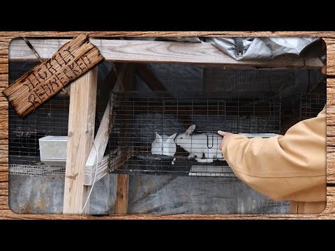 Breeding My Tamuk Rabbits For The First Time