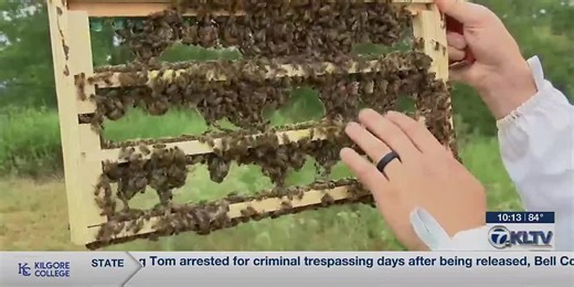 Beekeepers highlight record number of bee colony losses, work being done to combat it