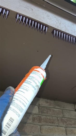keep raccoons away #how #wildlife #raccoon #pestcontrol #shortvideo #roof