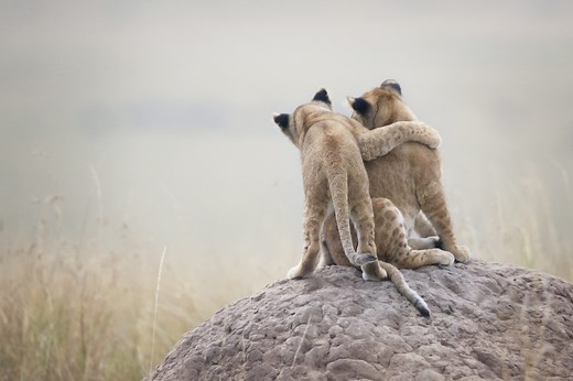 Kindness in the Wild: Amazing Examples of Animals Helping Each Other - Discovery UK