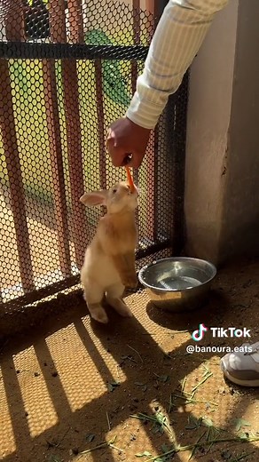 Exploring the Exotic Animals at Cairo Zoo