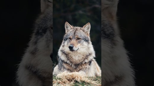 Lock eyes with a majestic wolf in powerful wild moment