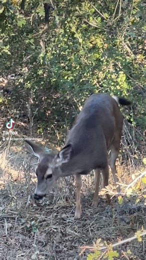 Christian Keyes on Instagram: "I had a few visitors while hiking and doing the stairs Sunday… A group of five deer were feeding and really close. It was cool. #Health #Fitness #Deer #ChristianKeyes #AllTheQueensMen"
