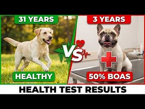 French Bulldog Health Problems Exposed.