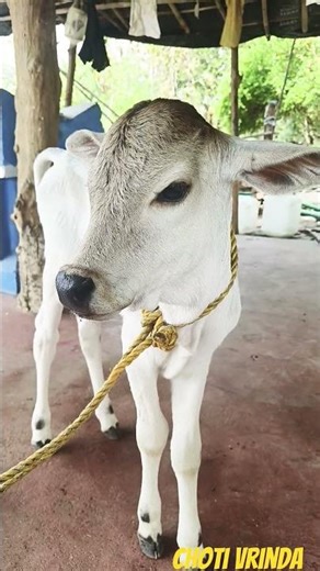 ❤️‍🩹choti Vrinda 🥰 #animals #cow #comedy #funny #talkingcow #cowsinging