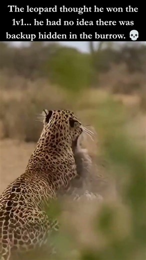 Hidden Warthog Bursts From Burrow To SAVE His Friend! 🤯 #wildlife #shorts
