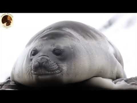 This Seal Is So Fat It Doesn’t Even Have a Neck 🦭 | The Legendary Chubby Seal #usa