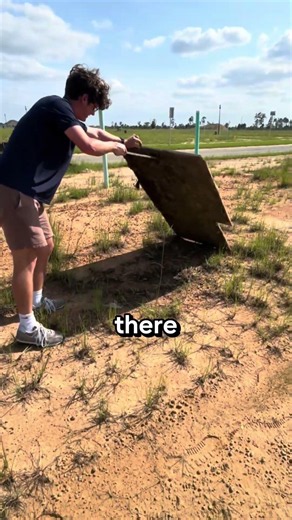 Trying to find every snake species in Florida… #shorts