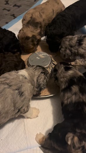 Millie’s F1b Aussiedoodle pups have started the weaning process! We try to do this slowly, but steadily which is best for Mama and pups. They currently are enjoying Royal Canine Puppy Can food mixed with goat milk. #millsriverdoodles #aussiedoodlepuppies #aussiedoodlelife #aussiedoodlelove | Mills River Doodles