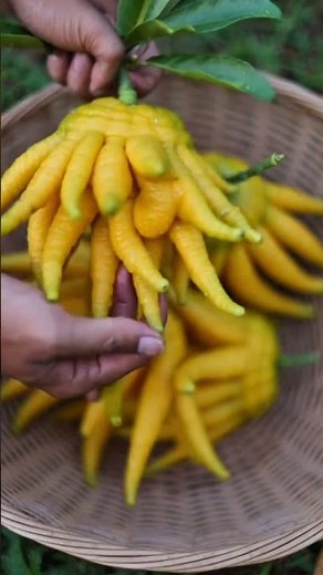 Buddha’s Hand Fruit: The Strangest Citrus You’ve Never Seen!