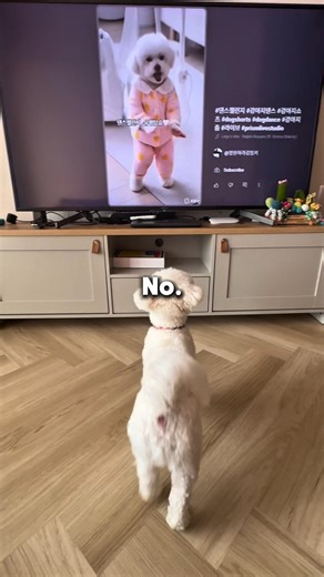Never Let Your Dog Watch TV 😱🐶 #shorts #dog