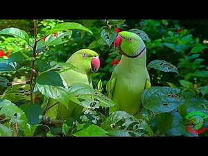 Natural Parrot Sounds Compilation