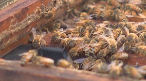 Bumblebee species added to endangered list