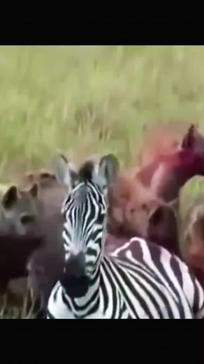 Spotted Hyenas vs Zebra: A Savanna Encounter