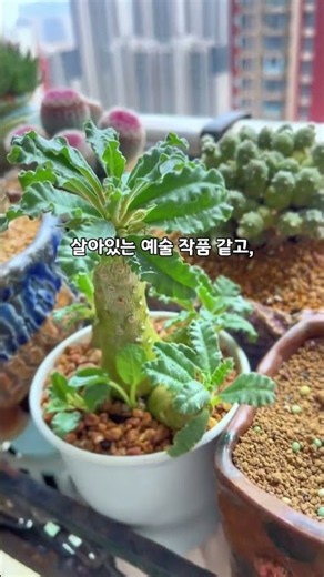 🌵작은 화분 하나가 예술 작품이 됩니다.#코덱스 #Caudex #희귀식물 #괴근식물 #플랜테리어 #반려식물 #실내식물 #식집사 #식물스타그램 #희귀식물추천 #인테리어식물
