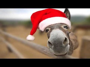 Dominick Donkey - Italian Christmas Song [Lou Monte] :: Animal Singer Funny Videos ::