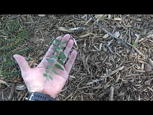 Identifying honeylocust