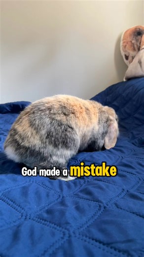 34K views · 858 reactions | God made a mistake, giving me this cute and mischievous face! 勺 #Tilly #CuteBunny #Bunny #Rabbit #MiniLopAdventures | Mini Lop Adventures | Facebook