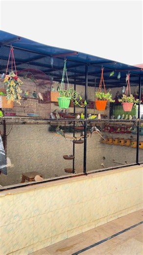 Exploring the Australian Parrots in a Plantation Aviary
