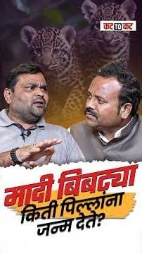 बिबट्या कळपात राहतो का? Mumbai–Maharashtra परिसरात बिबट्याच्या जगाची थरारक माहिती!