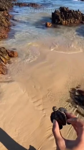 NEVER Help A Baby Turtle To REACH The SEA! #seaturtles #babyturtles | Pet Paradise | Facebook