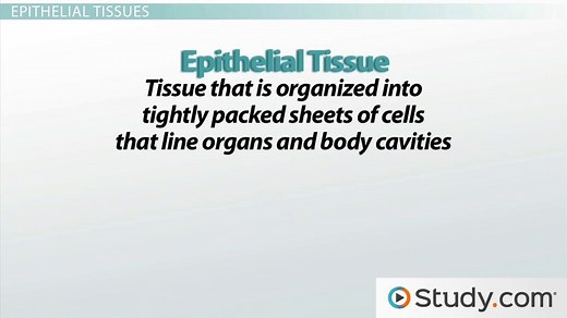 Multicellular Organisms, Tissues and Epithelium